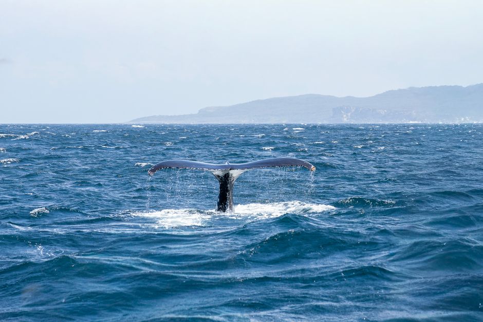 Central Coast community backs whale census to track humpback migration patterns