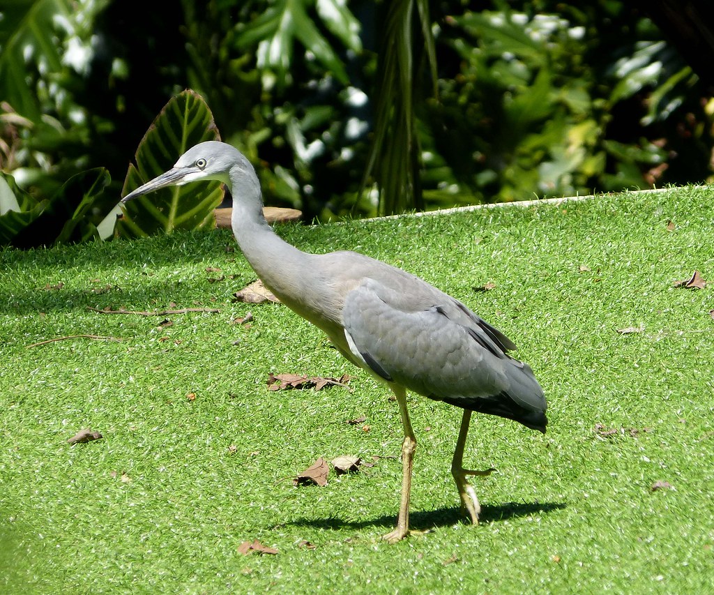 Brisbane Gardeners Face New Fees and Stricter Access Rules This Month