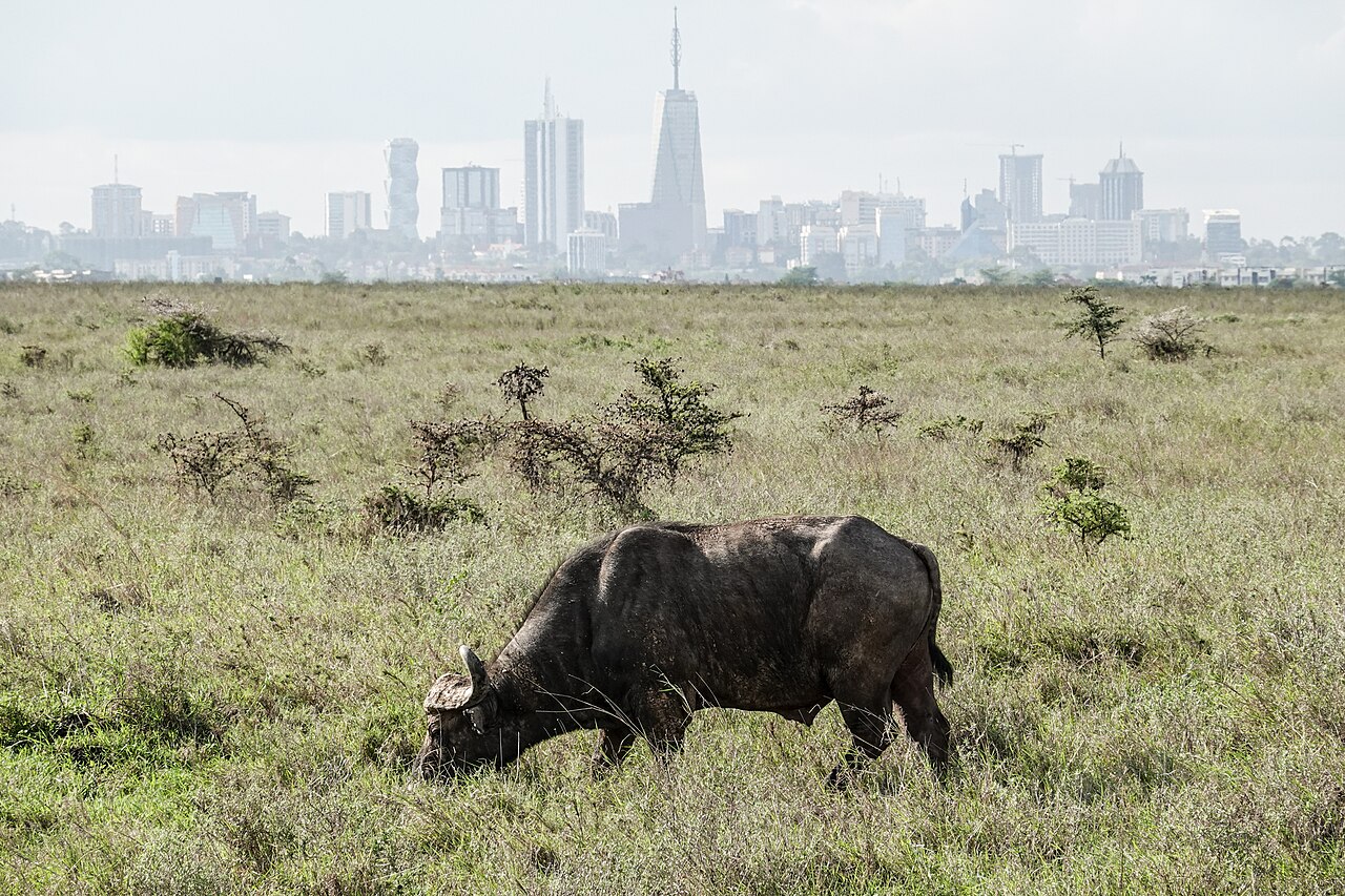 Nairobi National Park: A Practical Guide to a Wildlife Day Near the City