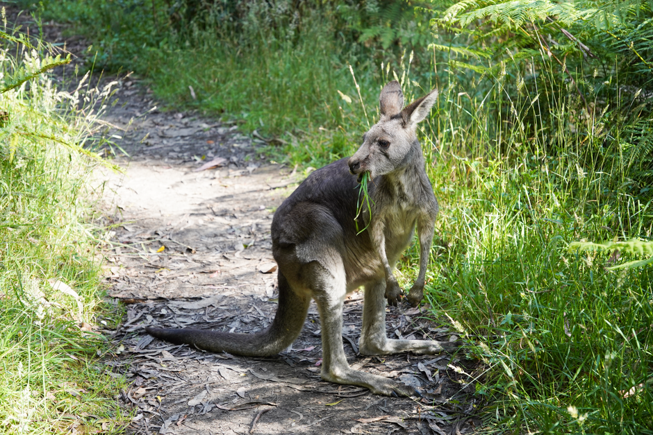 Best Walking Trails Melbourne: Easy to Hard Routes