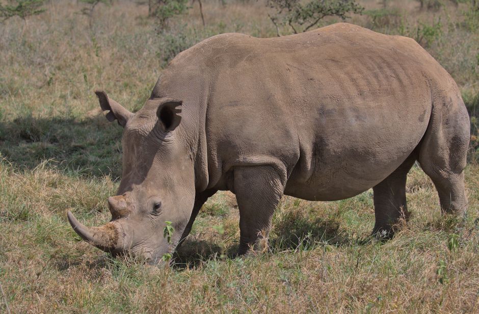 Five Morning Rituals: How Nairobi's Park-Walkers Built Lasting Fitness Habits