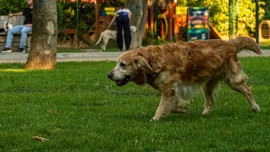 Dog Parks Transform Gold Coast Fitness Culture for Pet Owners