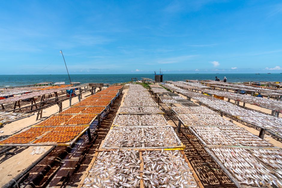 Global fishing practices shape Australia's seafood prices and availability
