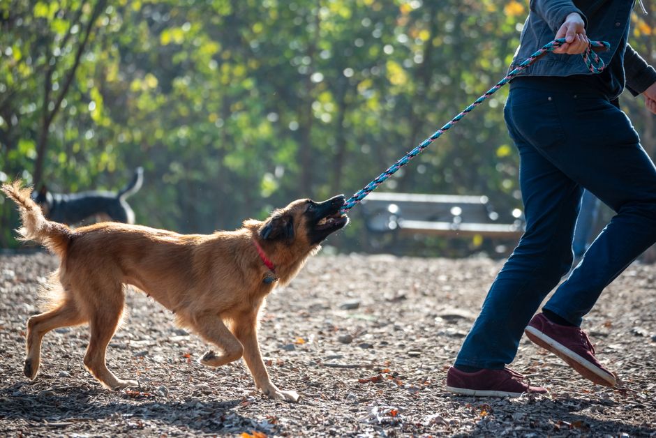 Dog Parks Atlanta: Fitness & Community Guide