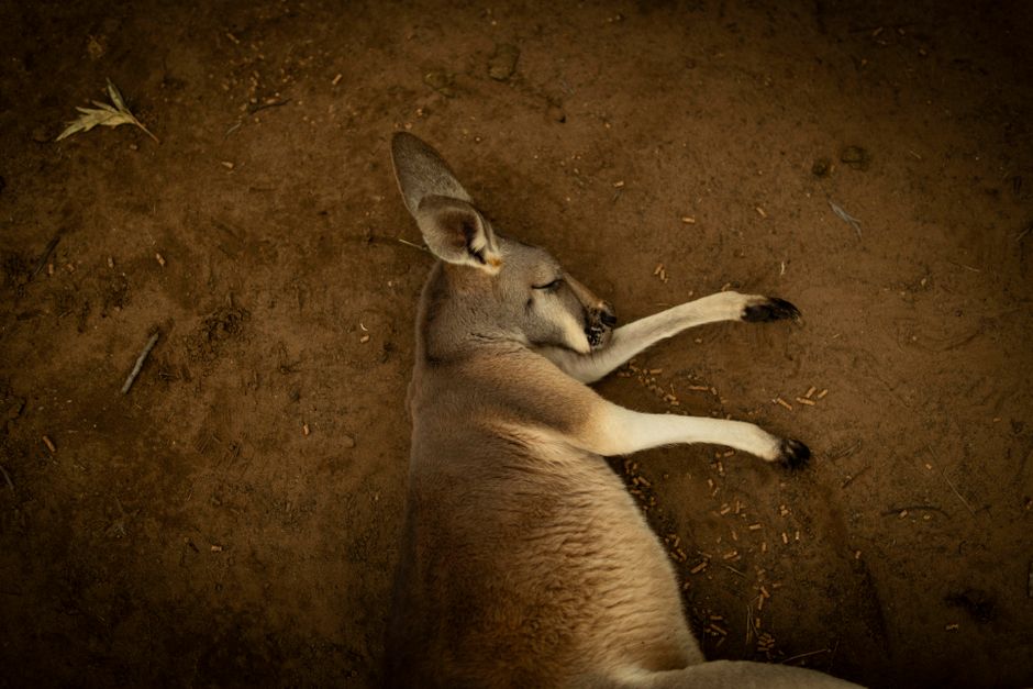 Why Australians are sleeping worse and what to do
