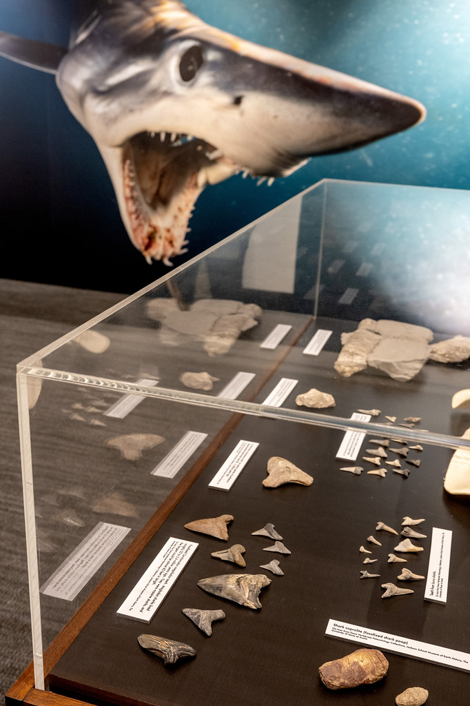 Austin Museums Summer 2024: Hours & Must-See Exhibits