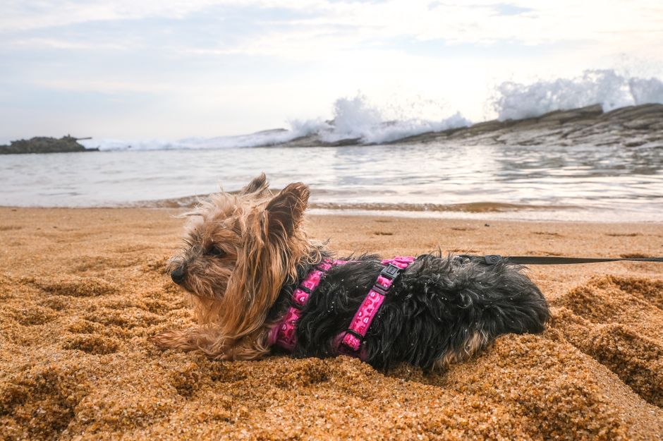 Four-Legged Fitness: How Gold Coast Dog-Friendly Parks Are Becoming Social Fitness Hubs