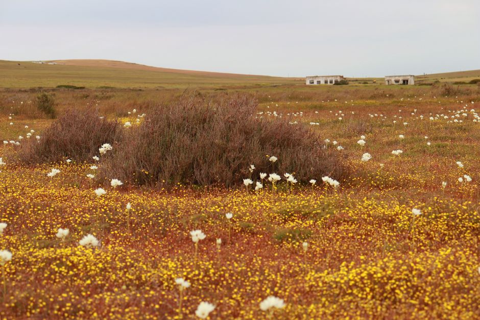 Darling Downs Cotton: The White Gold of Queensland's Agricultural Heartland