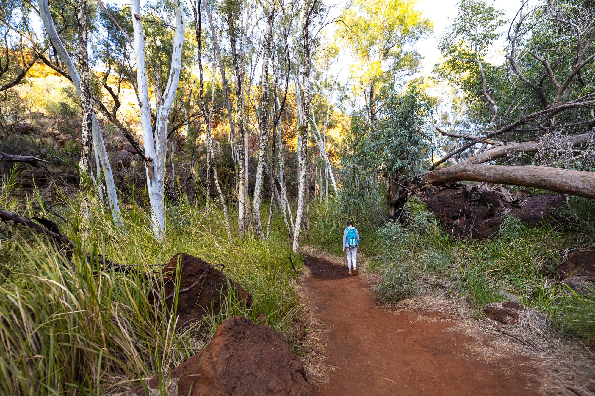 Adelaide Locals Discover 5 Hidden Nature Walks Tourists Never Find