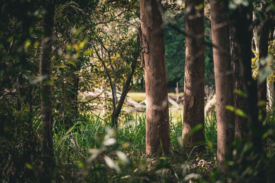 Brisbane's Urban Bushland: The Green Network That Sustains the City