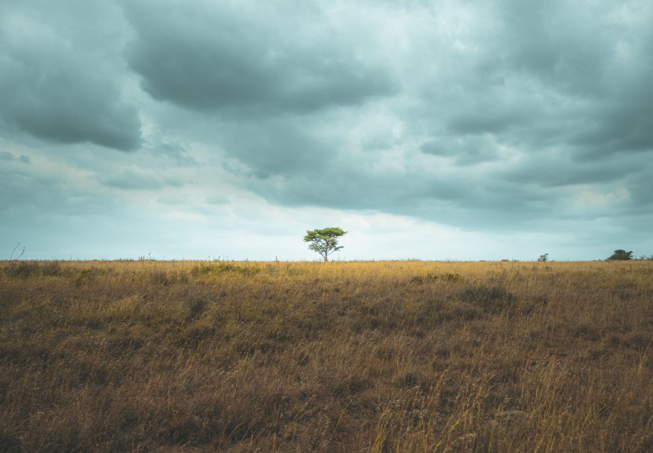 Nairobi's Green Future Hinges on Critical Decisions in Second Half of 2026