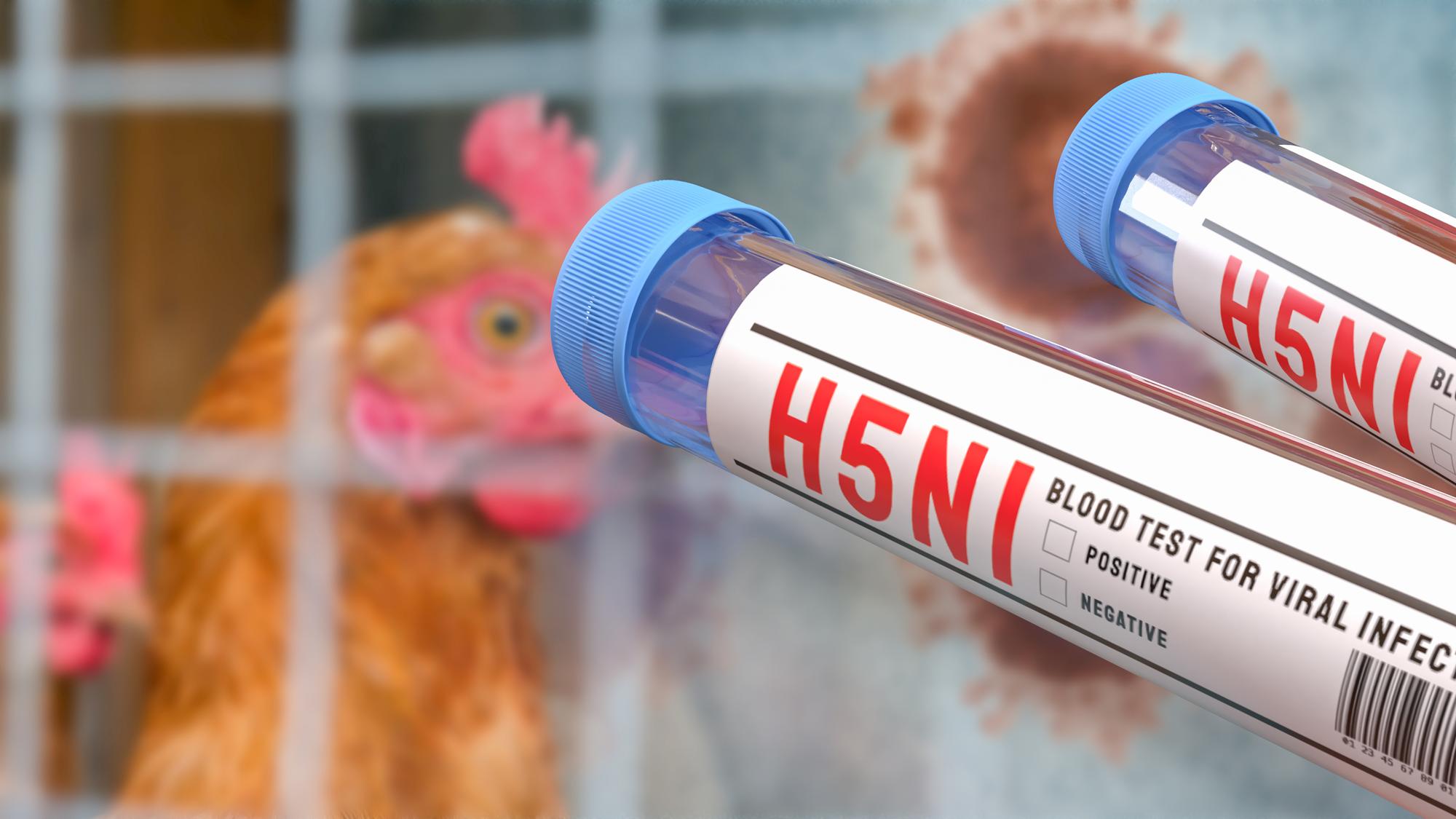 SA avian flu detection prompts scrutiny of vaccination messaging
