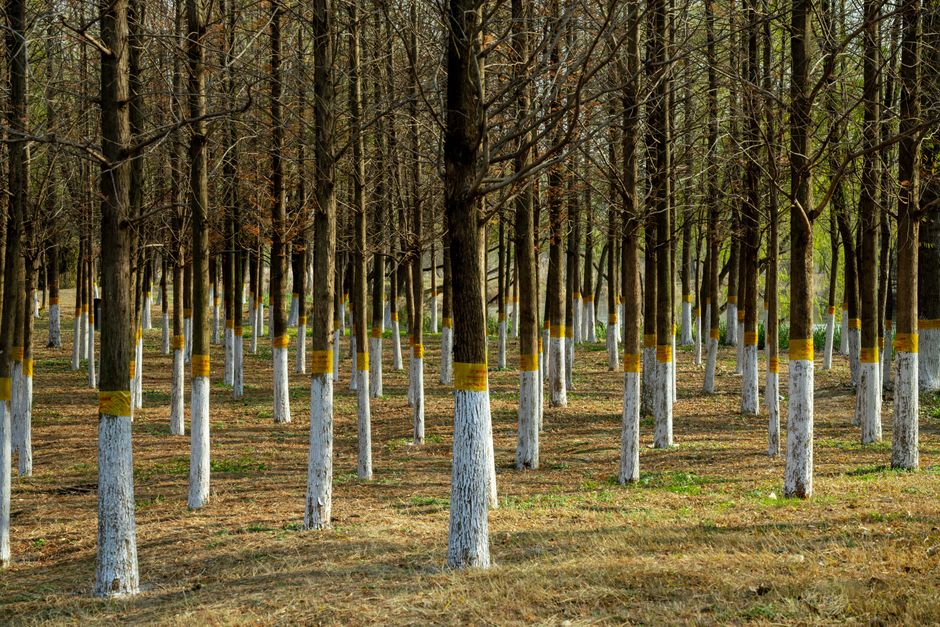 National Arboretum launches Winter in the Woods festival to attract city visitors