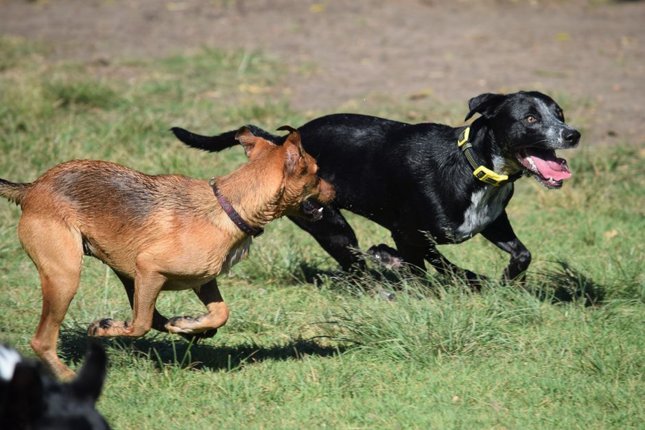 Four-legged fitness partners: how Geelong's dog-friendly parks are becoming social wellness hubs