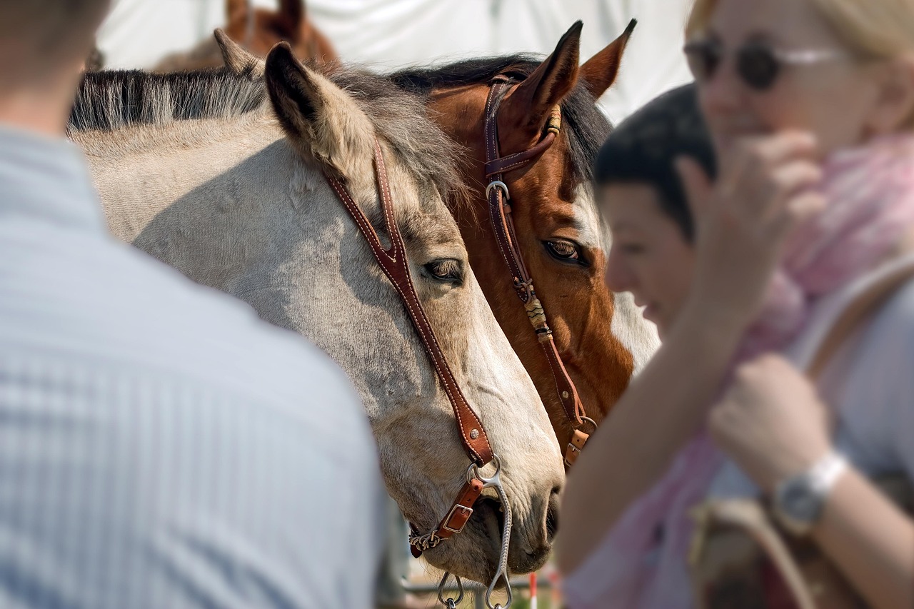 Dowling Forest and Ballarat's Rich Harness Racing Heritage: A Guide for Raceday Visitors