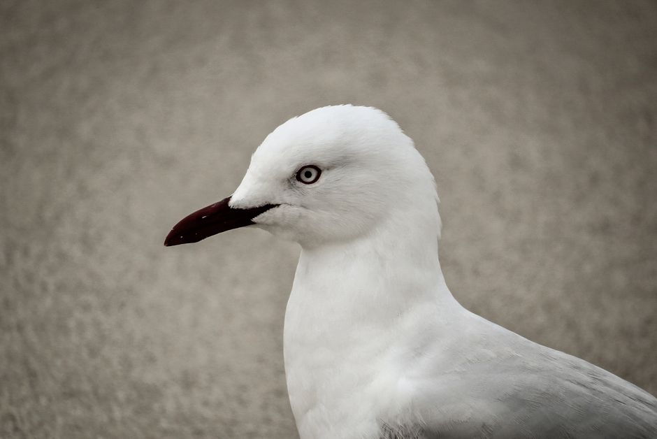 Deadly Bird Flu Strain Arrives in Sydney: What Pet Owners Must Do