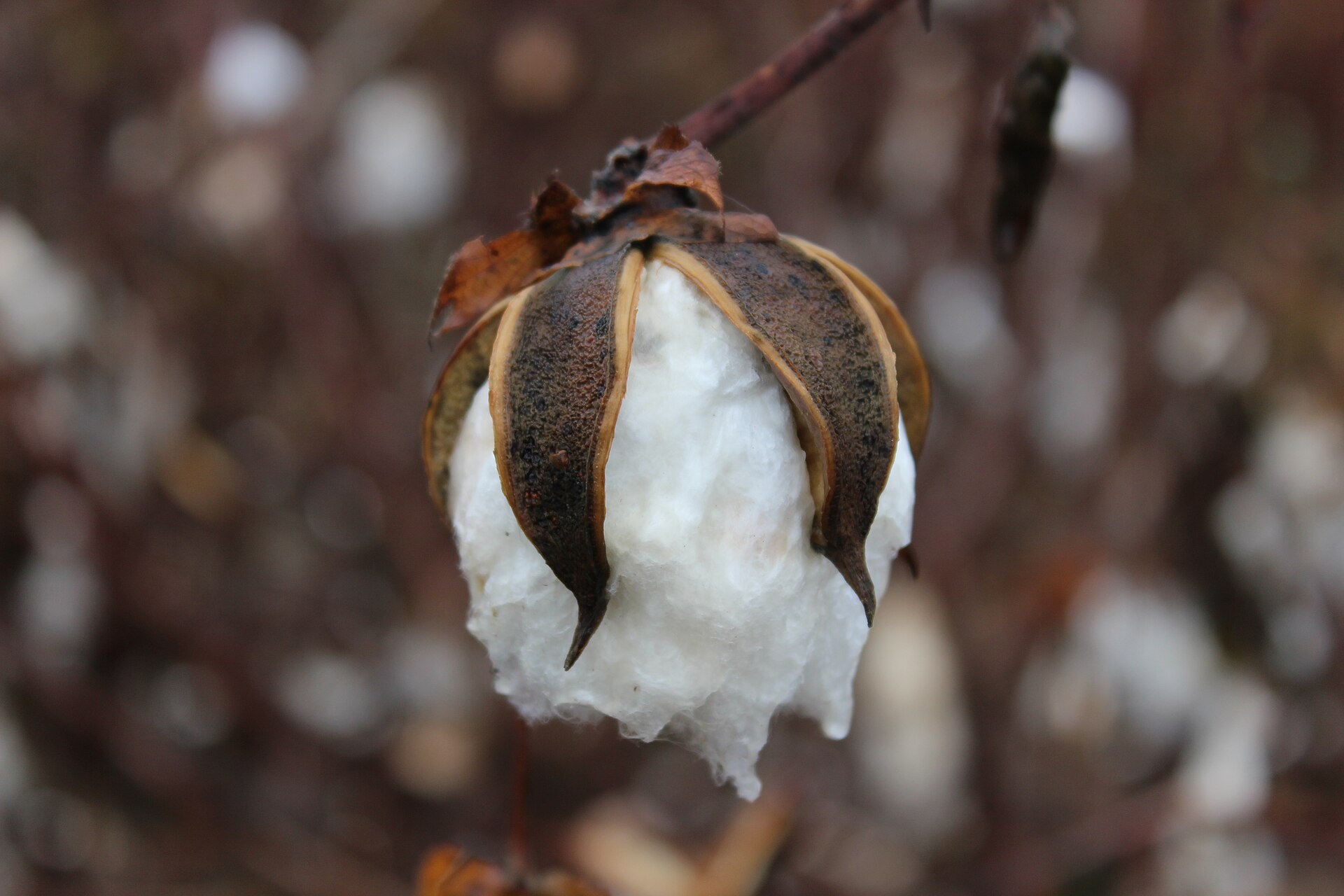 How the global cotton industry works, and why Australian farmers matter