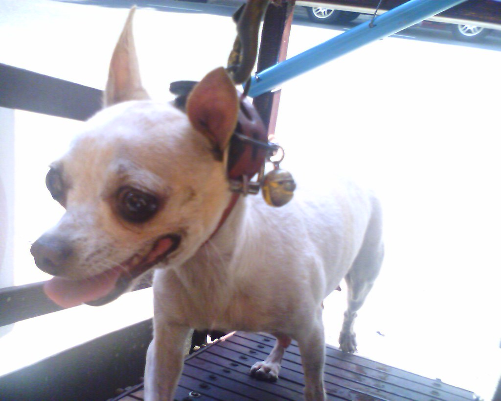 Pet Owners in Bangkok: The People Stories and Faces That Make This City Special