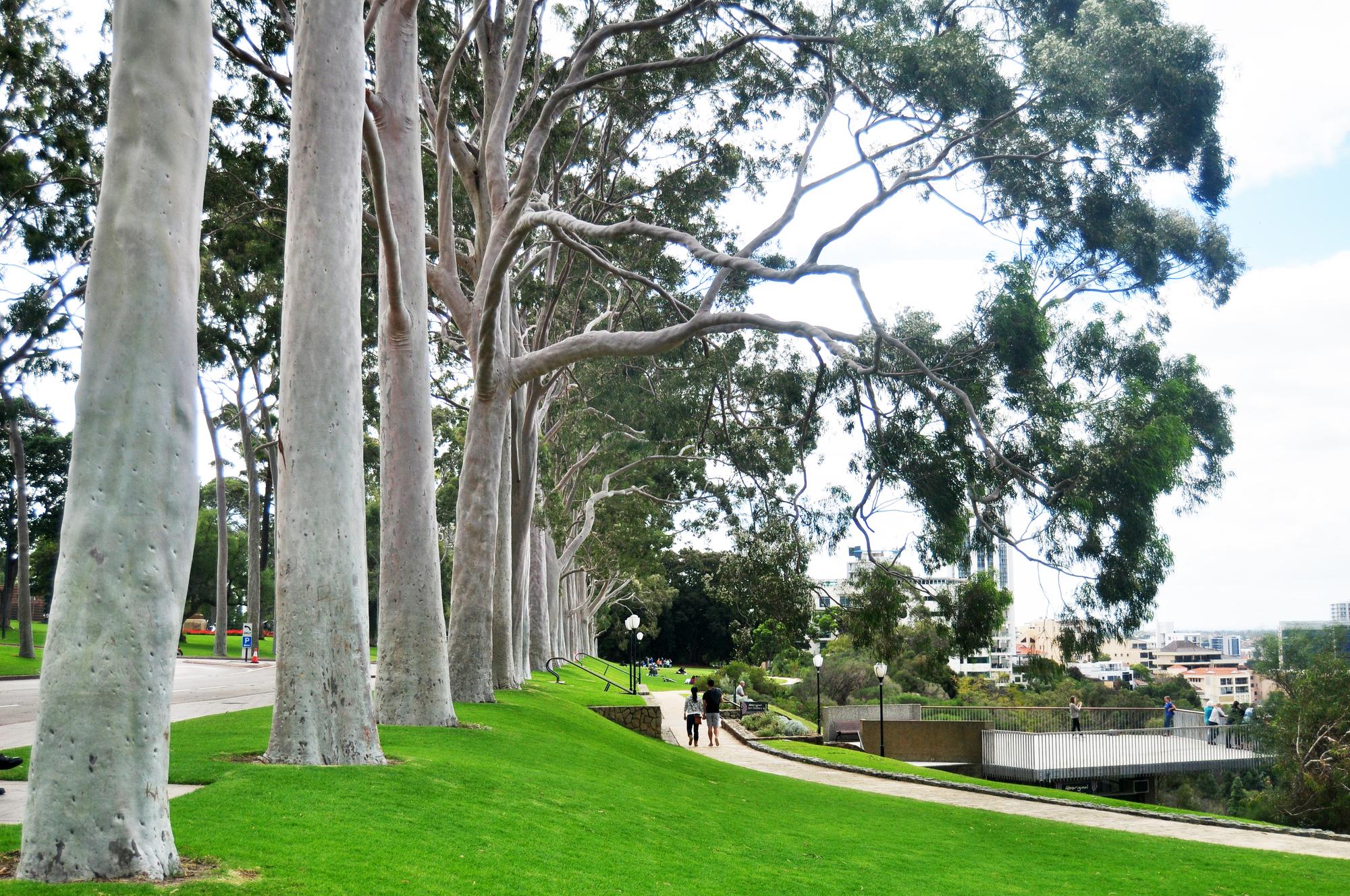 Adelaide Parks Surge as Major Upgrades Draw Residents Outdoors