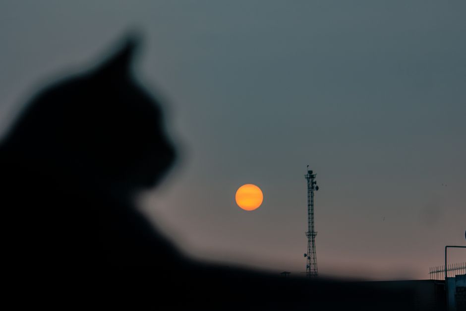 The Geelong Cats: The Club That Refused to Be a Satellite