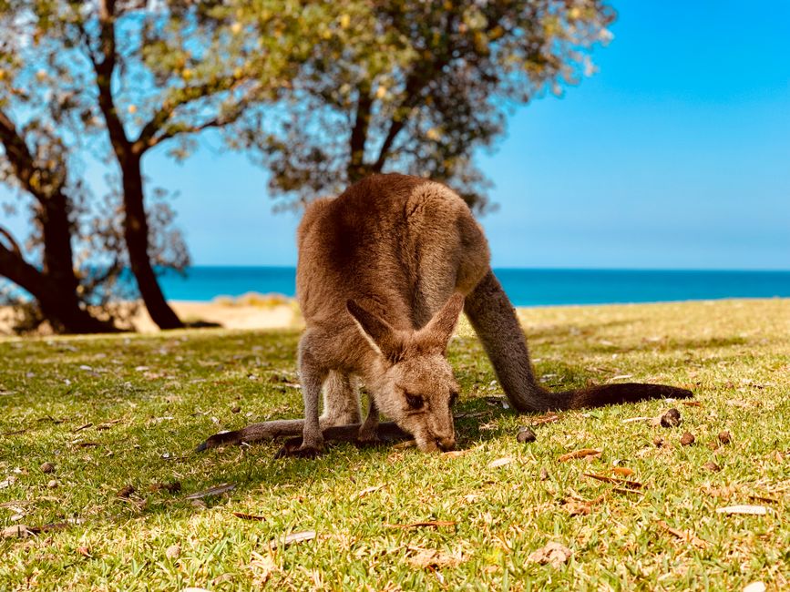 Eat Like You Live Here: Why Darwin's Year-Round Bounty Is Your Secret Wellness Advantage