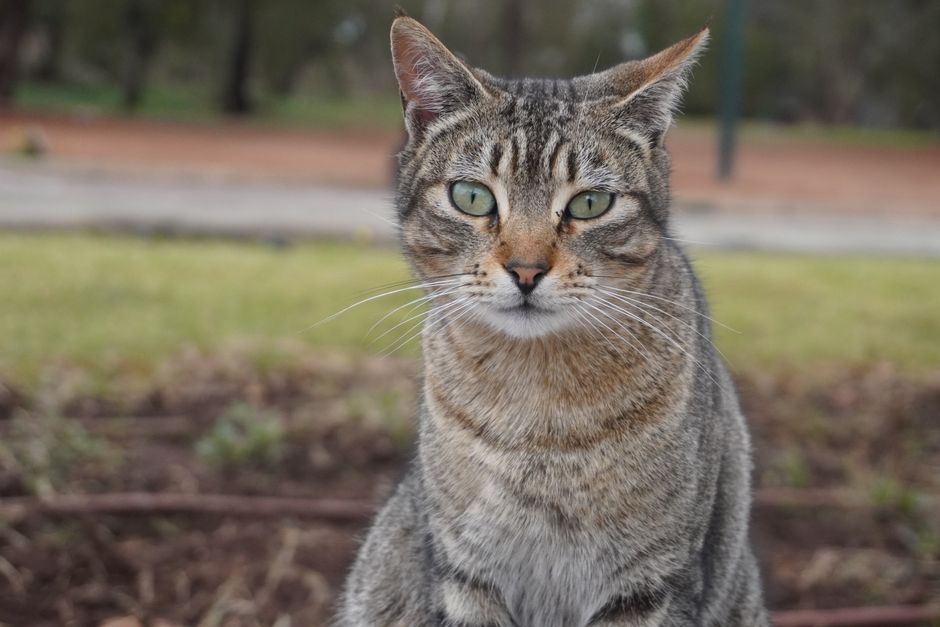 Global Research from Adelaide Highlights Widespread Toxoplasmosis Threat