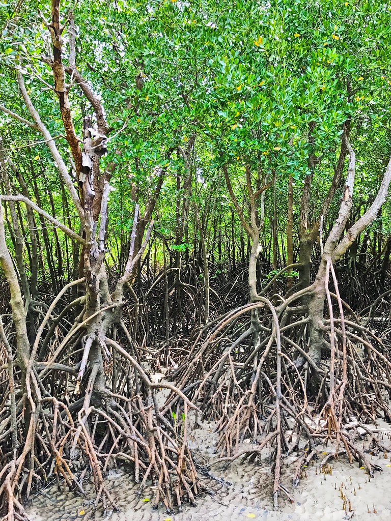 Darwin Buyers Master Bidding Strategies Amid Fluctuating Clearance Rates