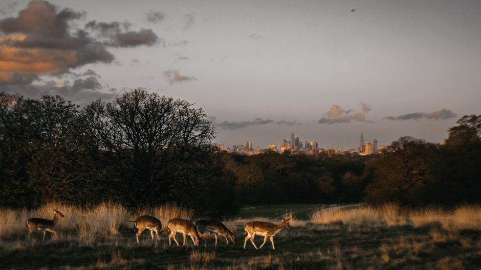 From Regent's Park to Richmond: how outdoor running trails are reshaping London's fitness culture
