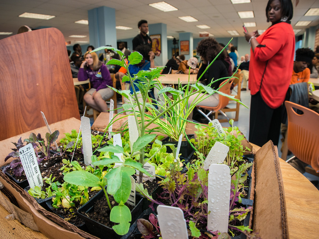 Sustainable Living in Baltimore: A Practical Guide for Residents Ready to Explore and Enjoy This