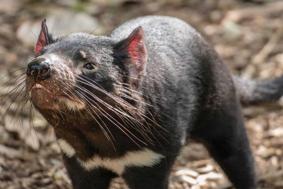 Tasmanian Island Sanctuary Saved by Community Support