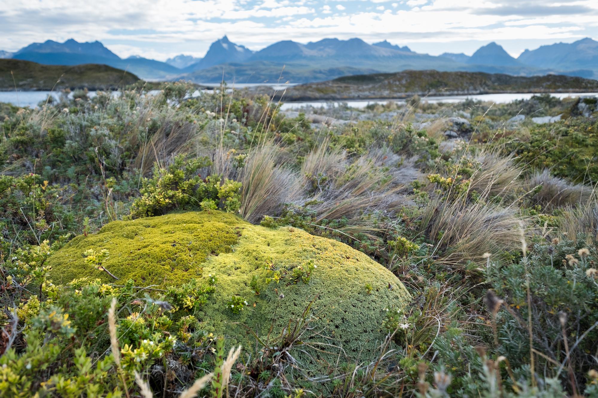Tasmanian Island Sanctuary Saved by Community Support