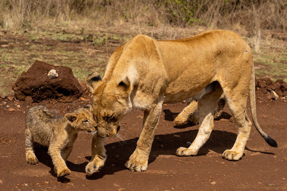 Ultimate Nairobi Safari Guide: Best Venues & Insider Tips