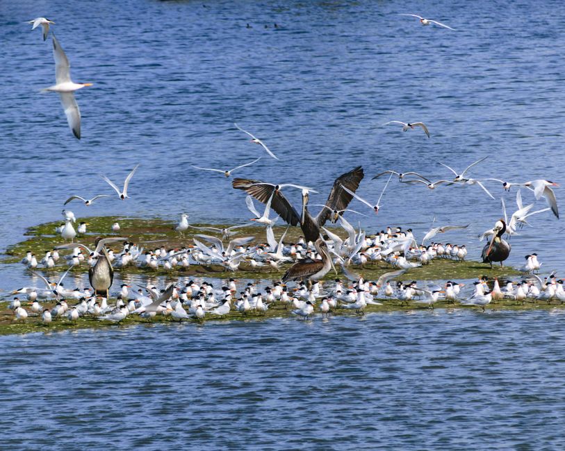 Tasmania Island Sanctuary Preserved After Community Rally