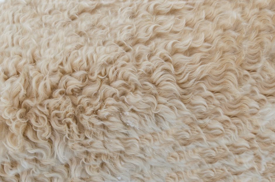 The National Wool Museum: Geelong's Golden Fleece Heritage