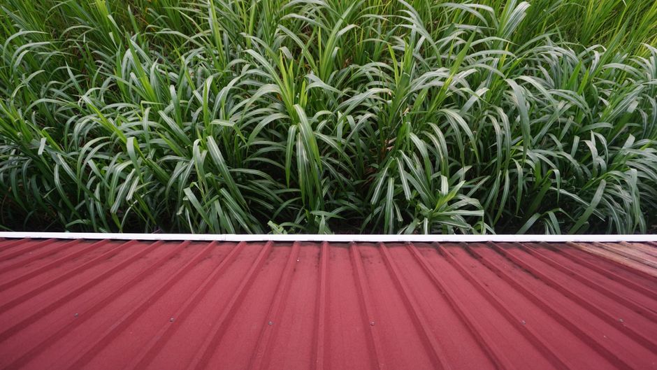 Tropical North Queensland Agriculture: From Sugarcane to Exotic Fruit