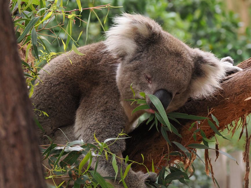 Bendigo's Natural Spaces Transform Your Sleep Quality Overnight