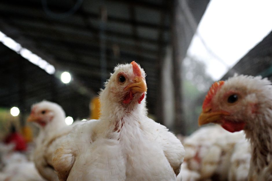 WA warns of H5 bird flu risk after second suspected case detected near Esperance