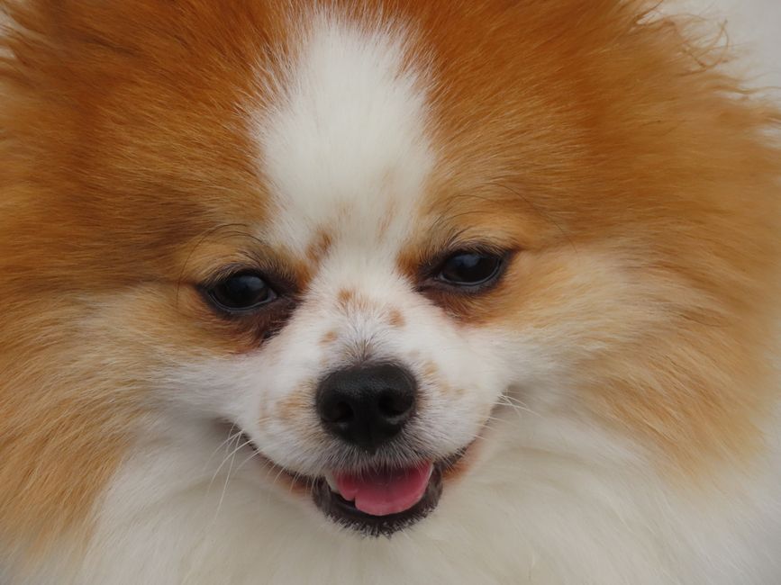 Dog Groomers Sydney: Complete Local Guide