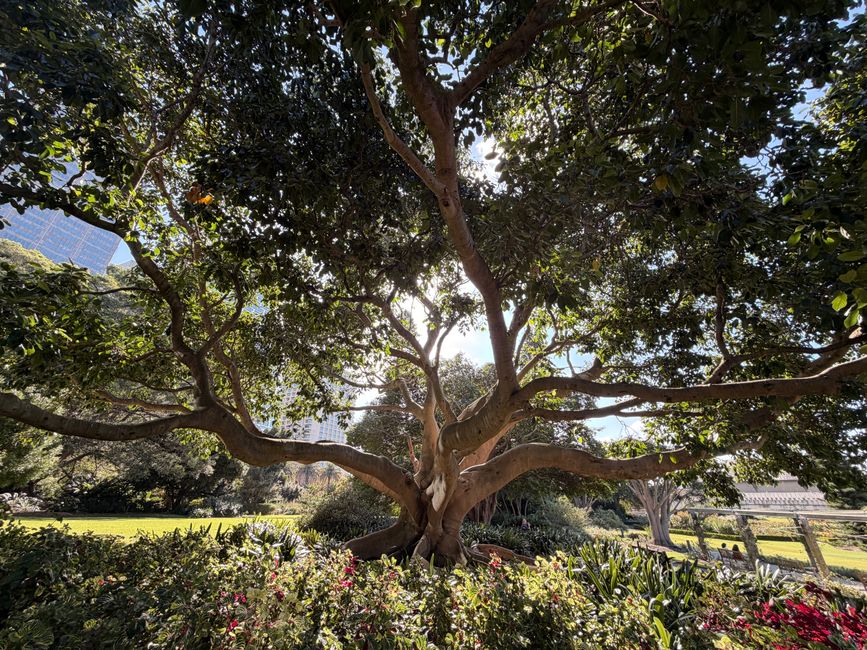 The Royal Botanic Garden: Sydney's Green Heart on the Harbour