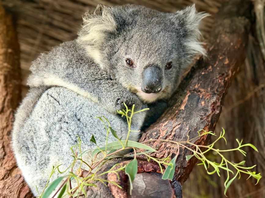 Sleep Better, Live Better: Your Bendigo Guide to Restorative Rest
