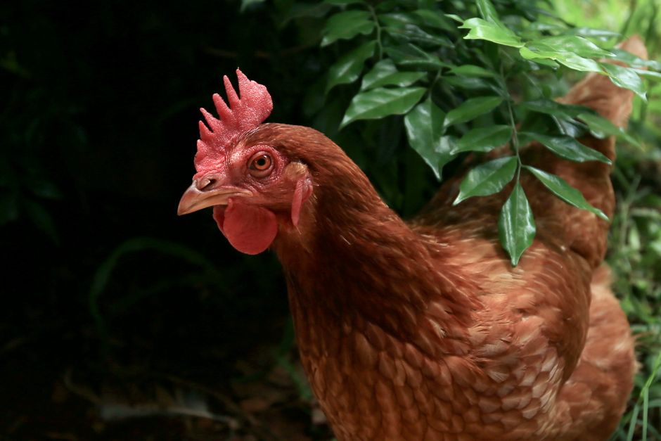 Avian influenza detected in South Australia creates challenge for wildlife rescue sector
