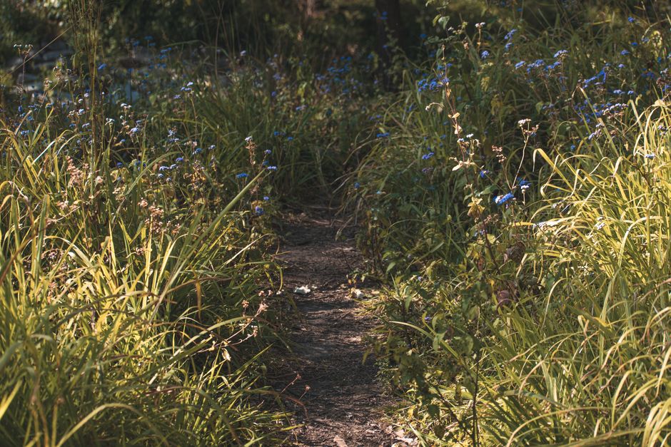 Walk Brisbane's 15+ Best Parks Year-Round