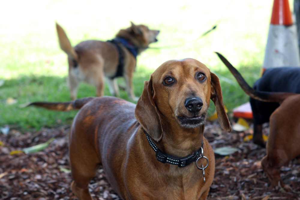 Sydney Parks Blend Dog Walks With Group Fitness Classes