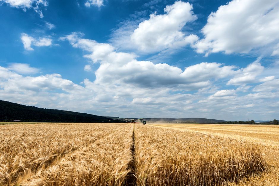 How the global wheat market works, and why a harvest thousands of miles away changes your bread price