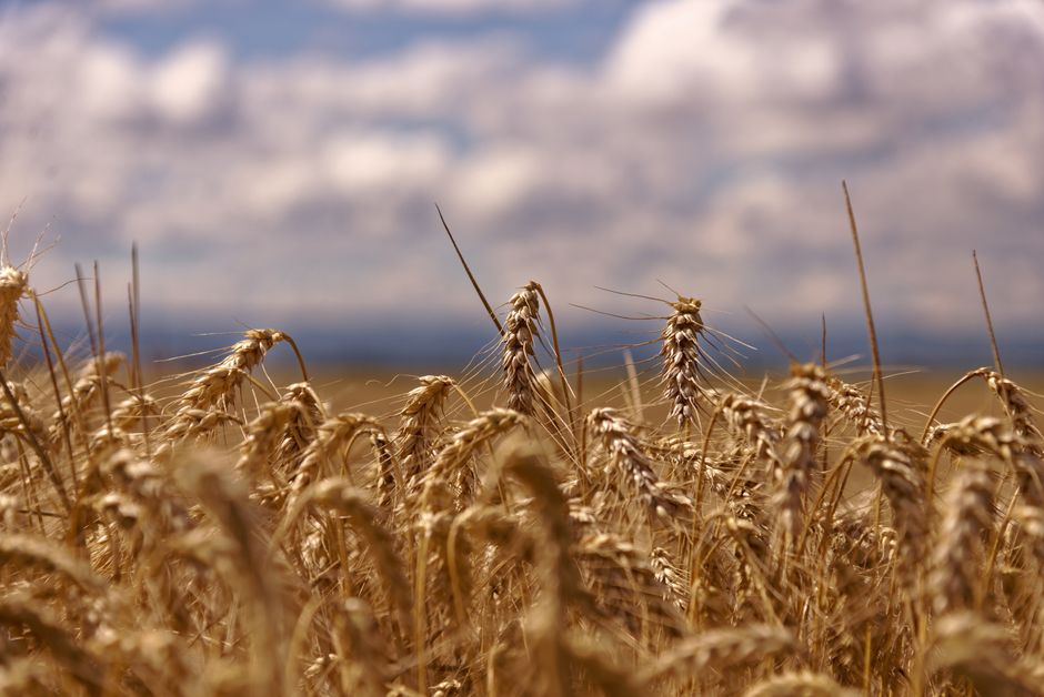 Global Barley Harvests Drive Australia's Beer Prices Higher