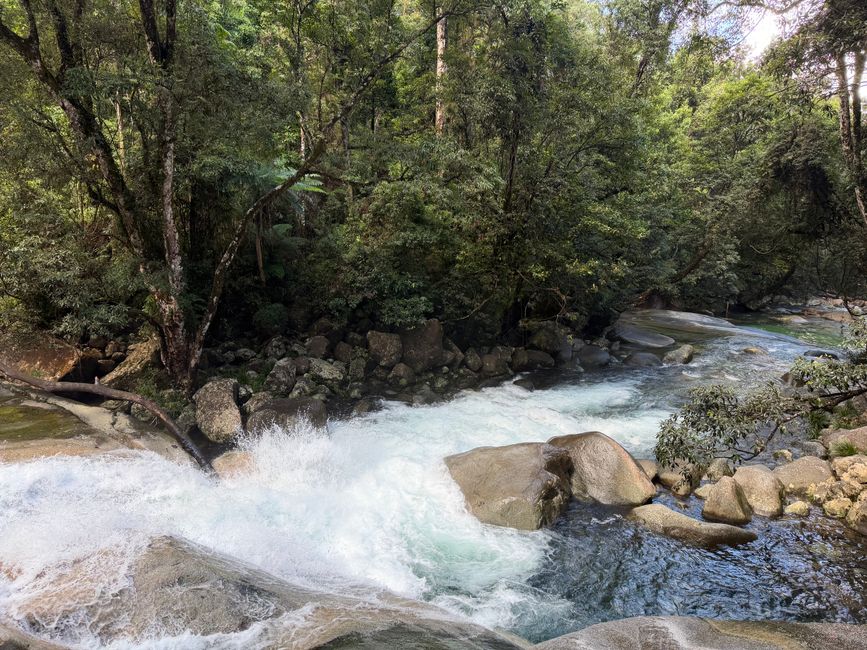 Daintree Rainforest and Cape Tribulation: Where the Rainforest Meets the Reef