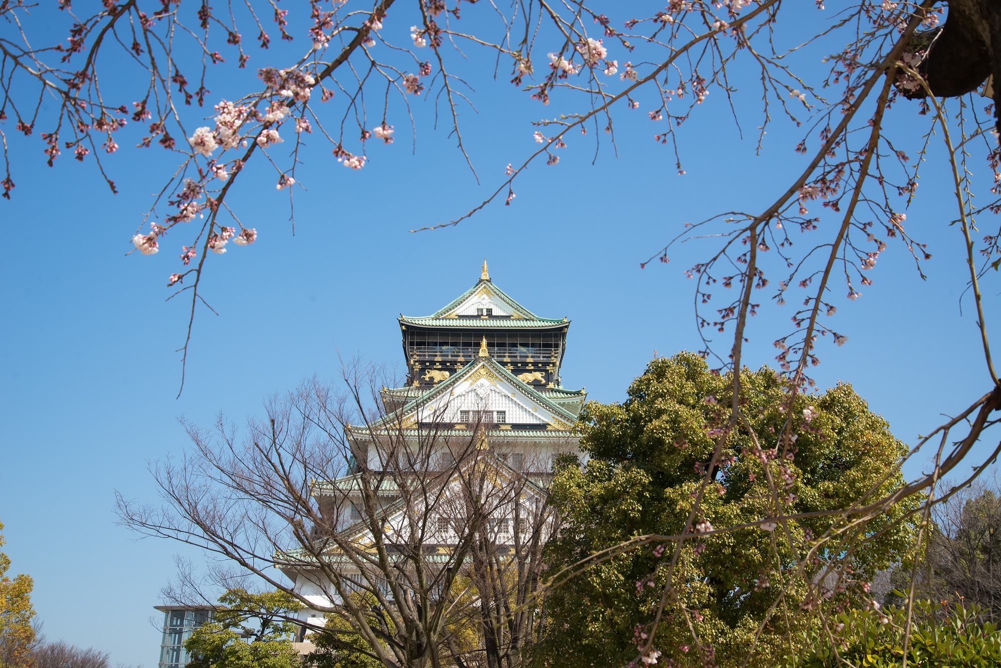 Osaka's Eastern Parks Draw Residents for Dawn Yoga Sessions
