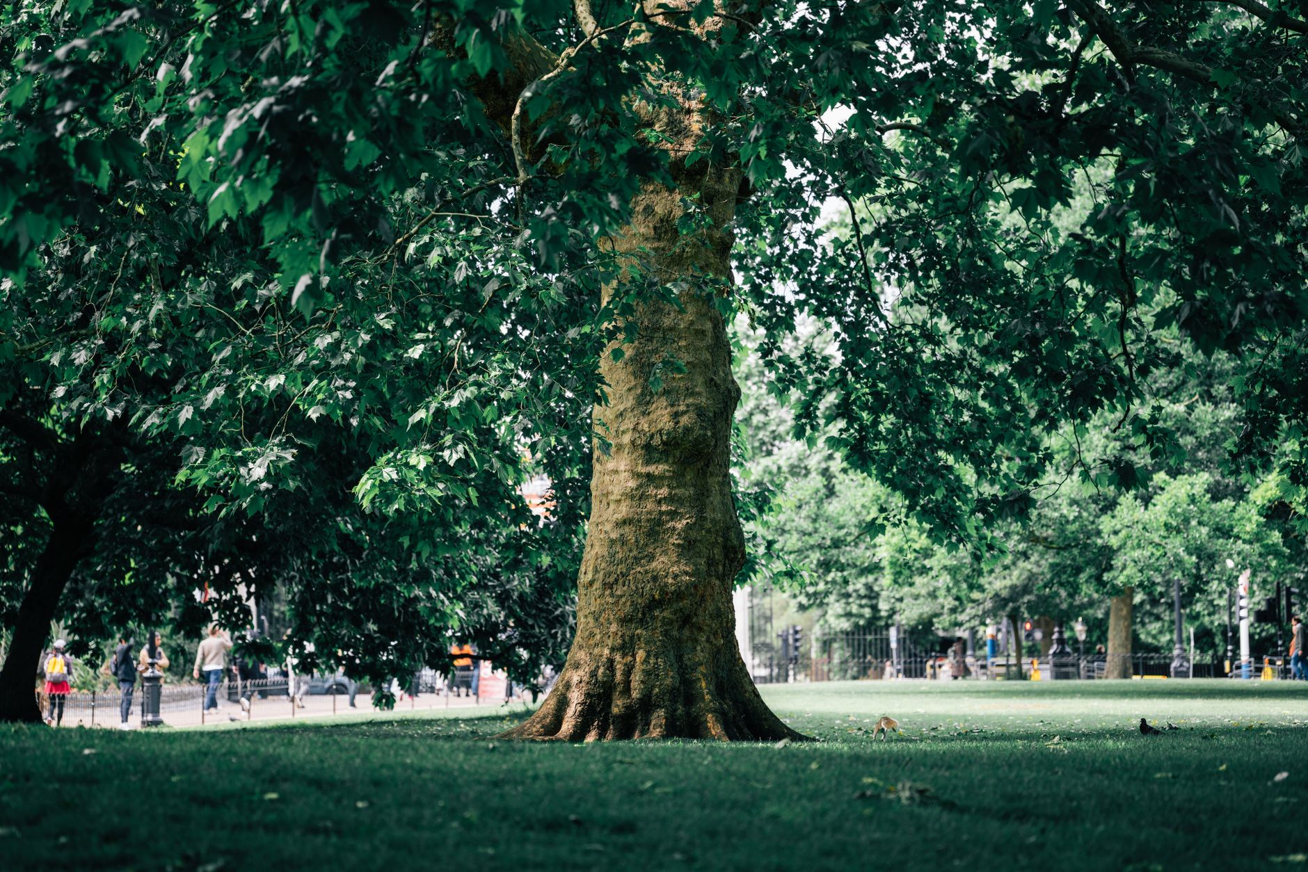 Why Running London's Outdoor Trails Works: The Science Behind Green Exercise