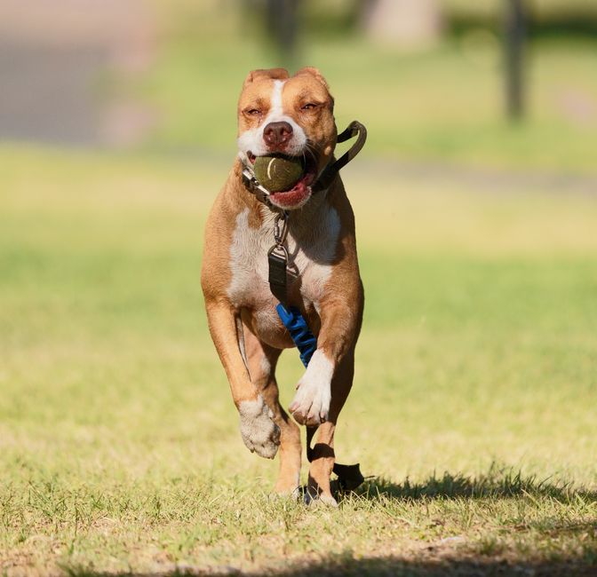 Dog-Friendly Parks Sydney: Fitness & Wellness Hubs