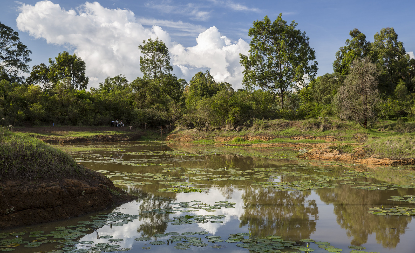 Karura Forest Nairobi: Walking, Cycling and Urban Conservation